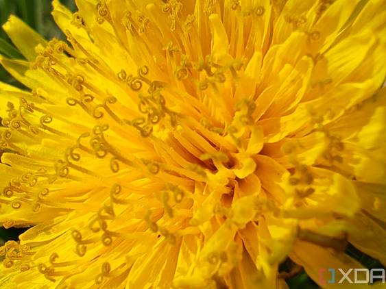 Super macro photo at 2x zoom of a dandelion