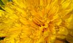 Super macro photo at 2x zoom of a dandelion