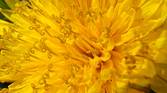 Super macro photo at 2x zoom of a dandelion