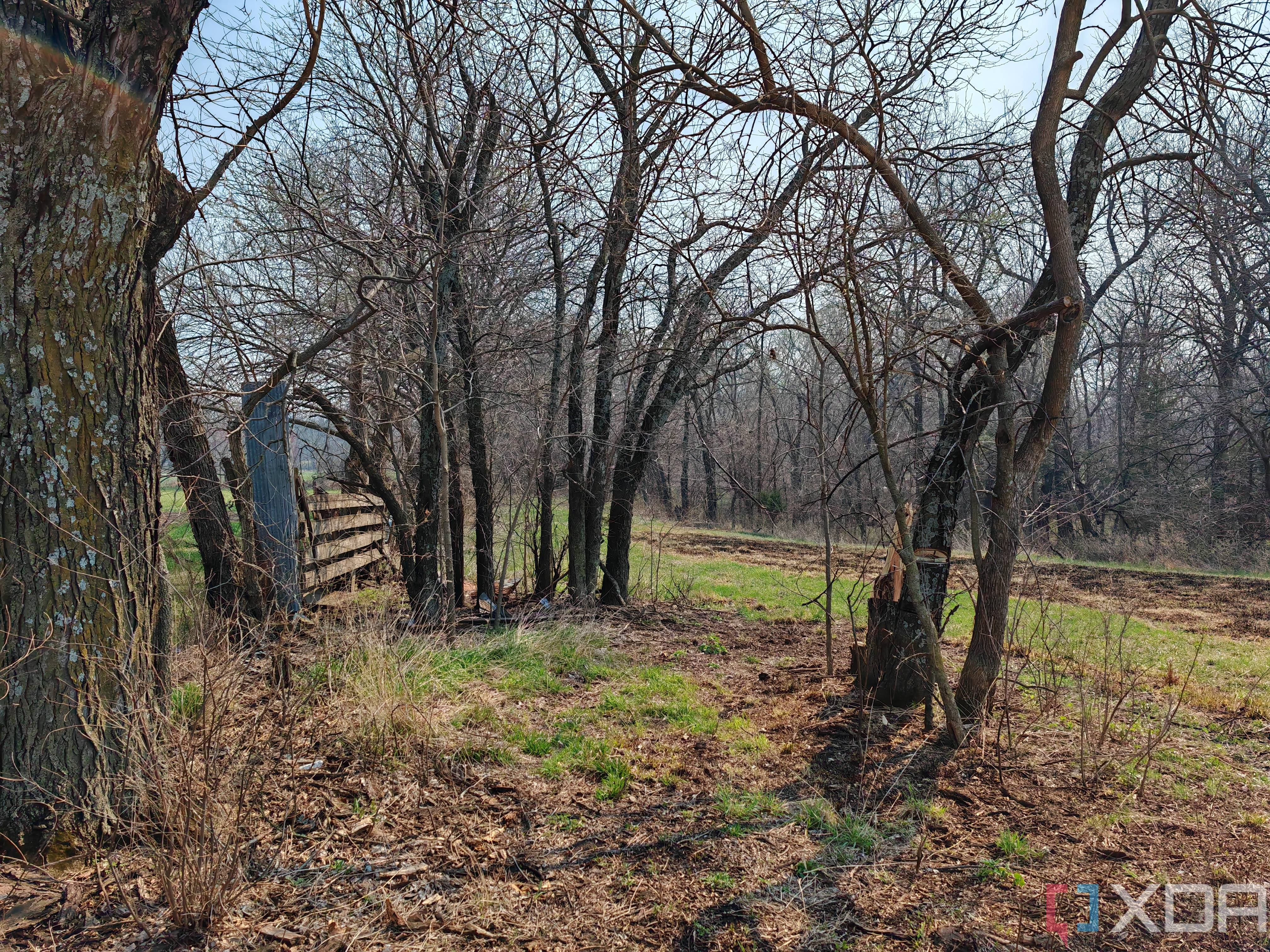 Daytime photo through trees of new green grass and burnt grass