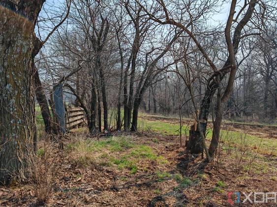 Daytime photo through trees of new green grass and burnt grass