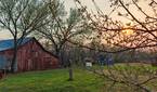 Photo of a barn at sunset through budding tree