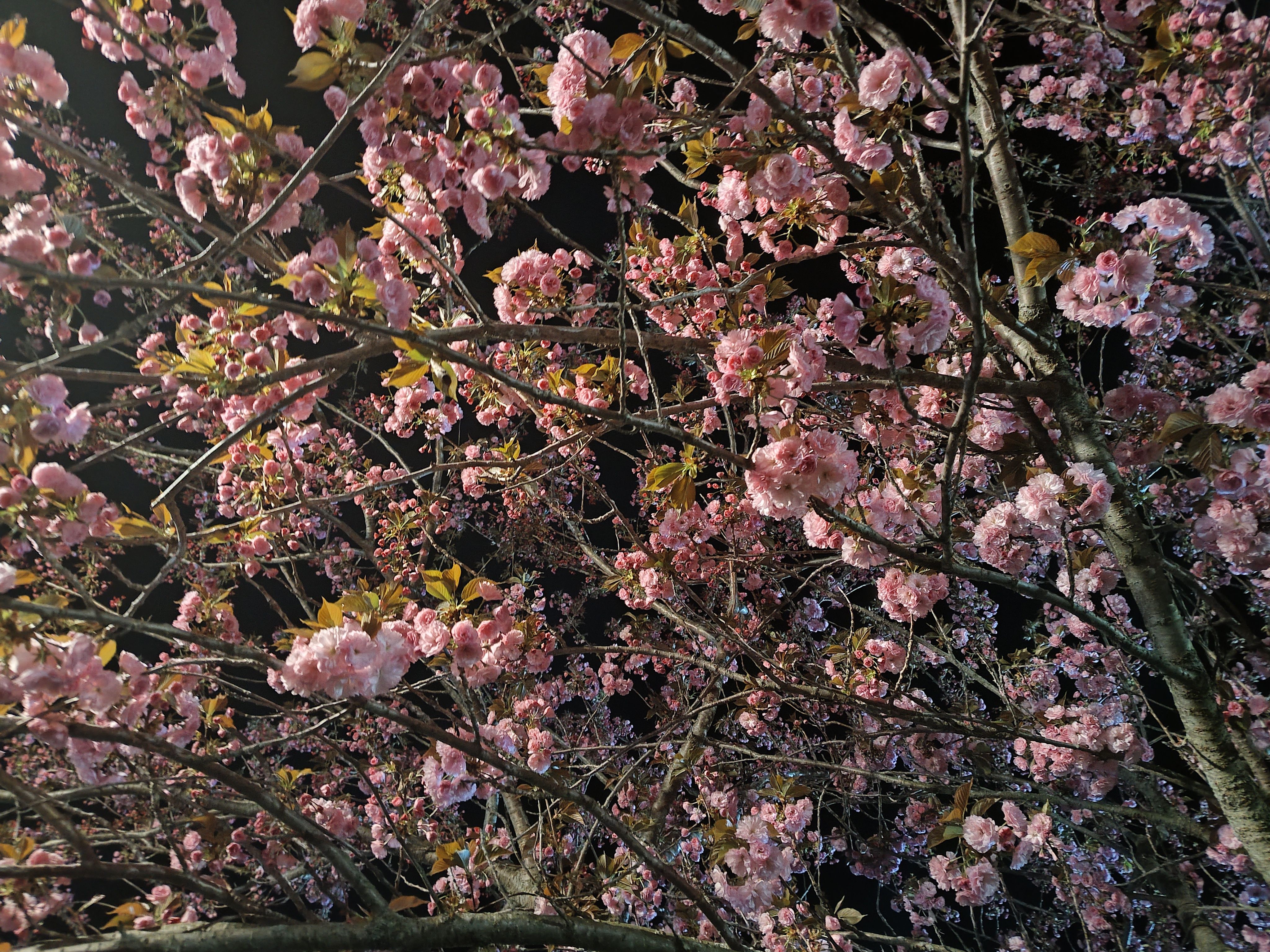 IMG_20230418_221021659