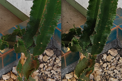 100% crops, Xiaomi 13 Ultra (left) and Galaxy S23 Ultra (right)