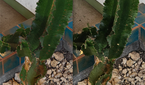 100% crops, Xiaomi 13 Ultra (left) and Galaxy S23 Ultra (right)