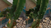 100% crops, Xiaomi 13 Ultra (left) and Galaxy S23 Ultra (right)