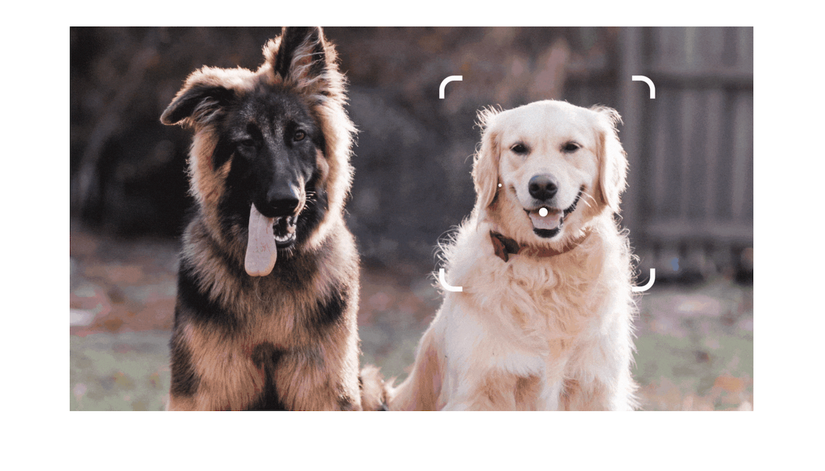 An image showing two dogs being viewed through Google Lens.