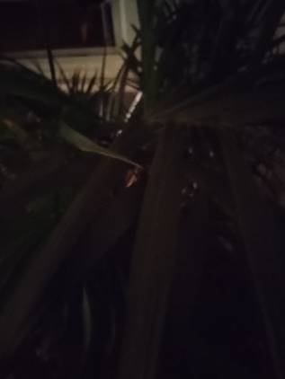 Moto G 5G (2023) night sampleIMG_20230522_211337784