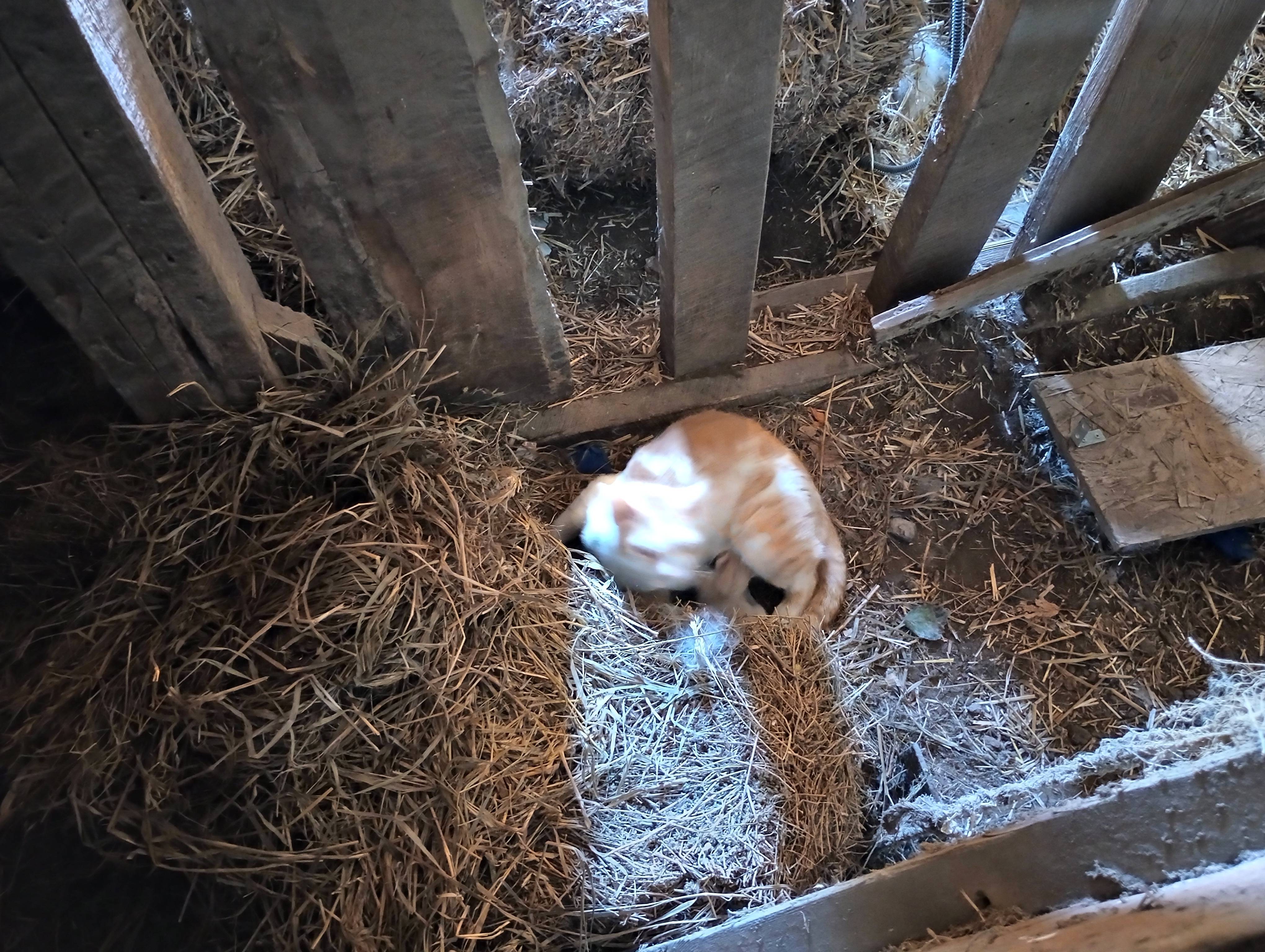 Motorola-Moto-G-Stylus-2023-photo-sample-013