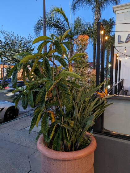 Pixel 7a, main camera