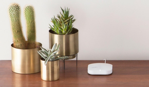 A white eero router on table next to cactus and succulents.