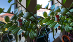 Main camera, Pixel 8 Pro (left); Galaxy S23 Ultra (right)