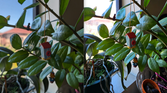 Main camera, Pixel 8 Pro (left); Galaxy S23 Ultra (right)