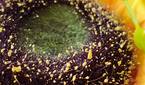 S23 FE Tele lens