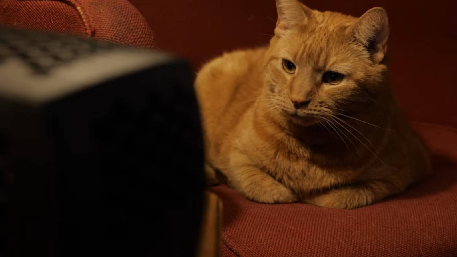 The Raspberry Pi cat TV