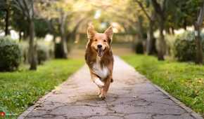 Firefly dog (photo)