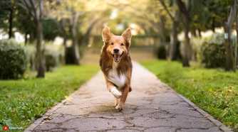 Firefly dog (photo)