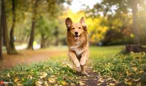 Firefly dog (photo)