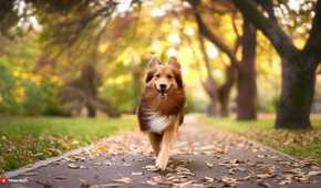 Firefly dog (photo)