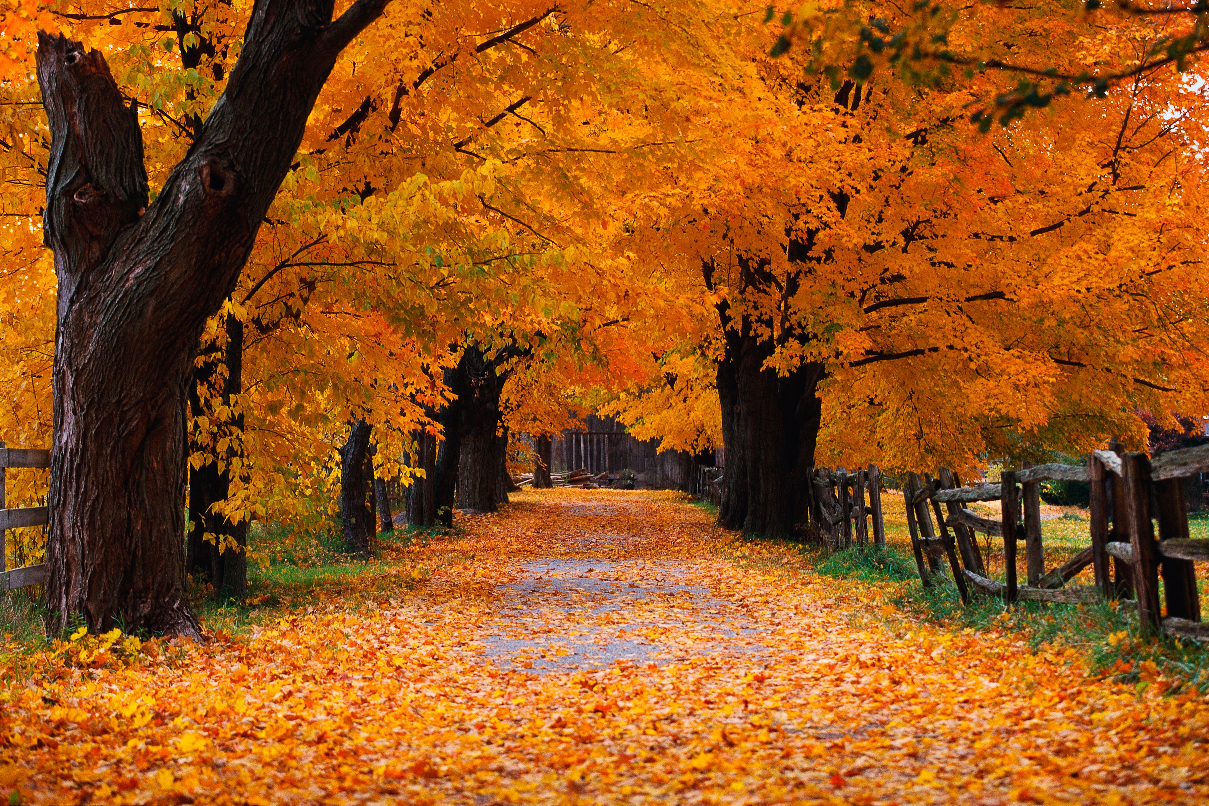 Autumn