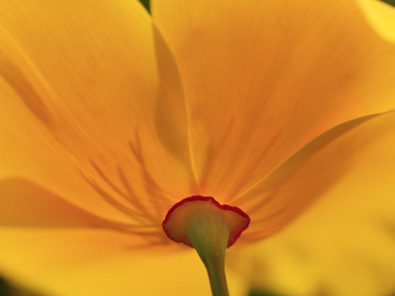 Gold Petals