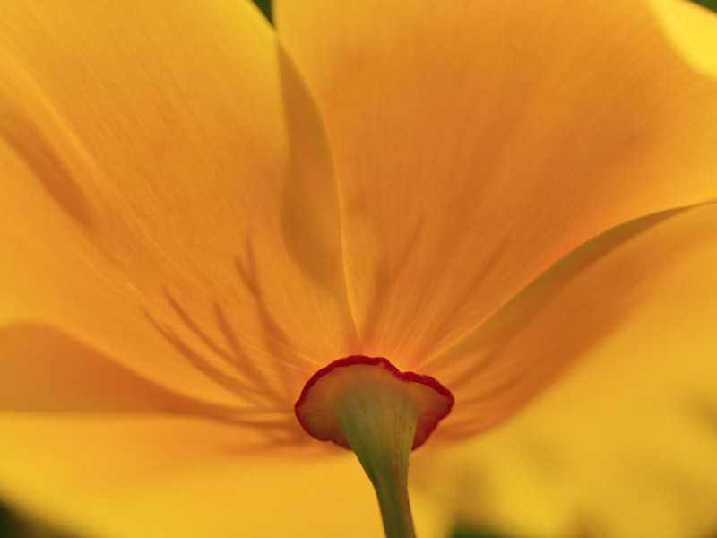 Gold Petals