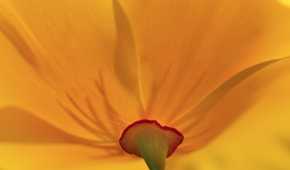 Gold Petals