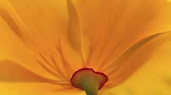 Gold Petals