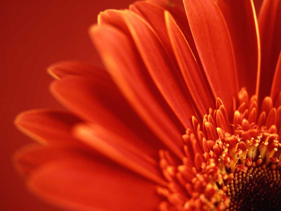 Close-up of a red flower