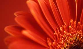 Close-up of a red flower