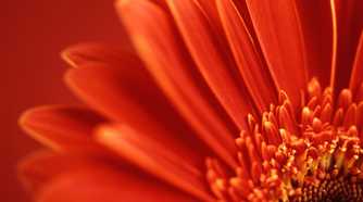 Close-up of a red flower