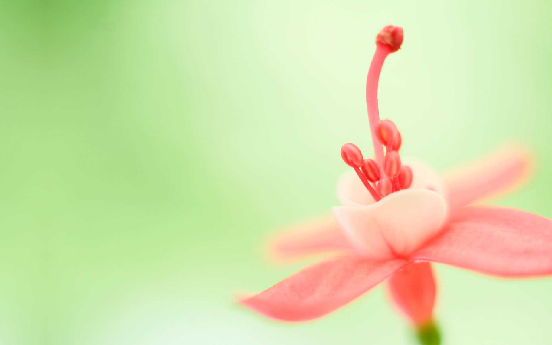 A pink flower seen up close