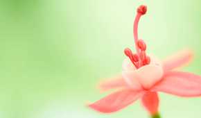 A pink flower seen up close