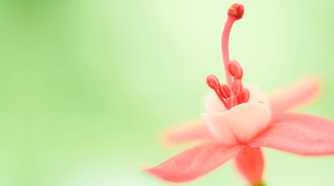 A pink flower seen up close