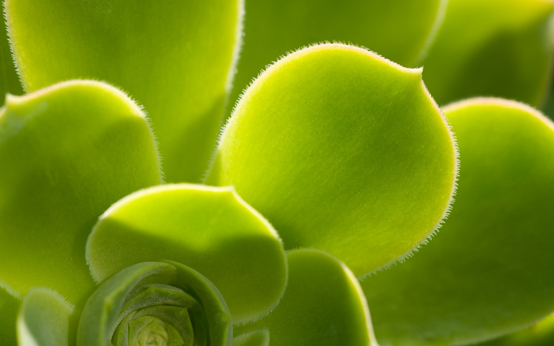 Close-up of a green plant