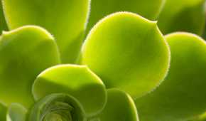 Close-up of a green plant