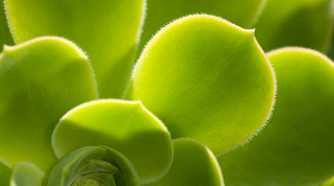 Close-up of a green plant