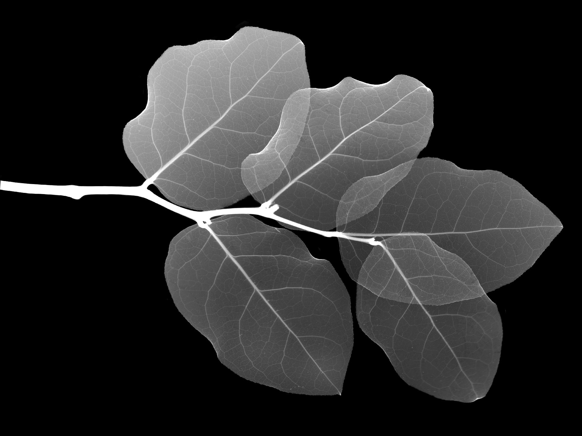 X-ray view of a breach with leaves