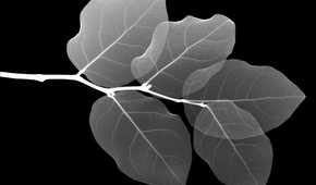 X-ray view of a breach with leaves