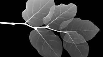 X-ray view of a breach with leaves