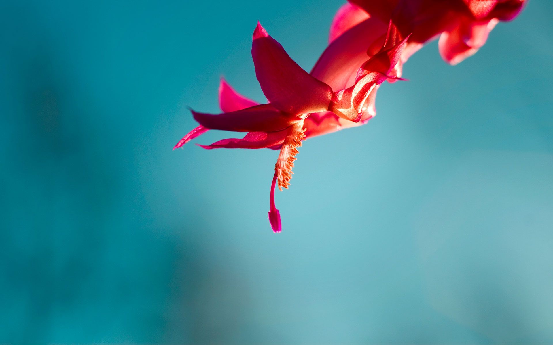 Close-up of a red flower