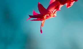 Close-up of a red flower