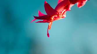 Close-up of a red flower