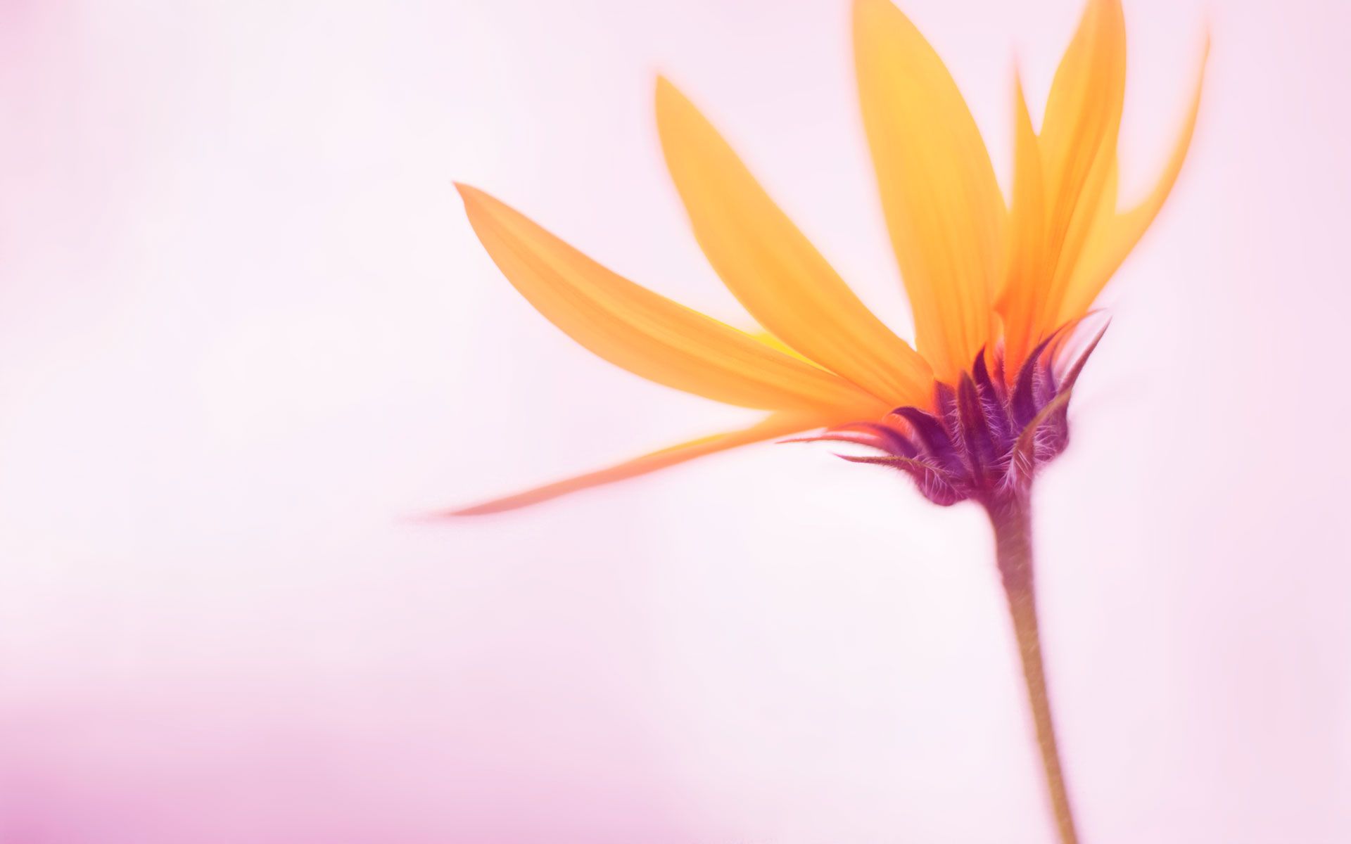 An orange flower seen up close
