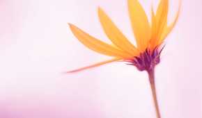 An orange flower seen up close