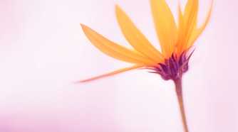 An orange flower seen up close