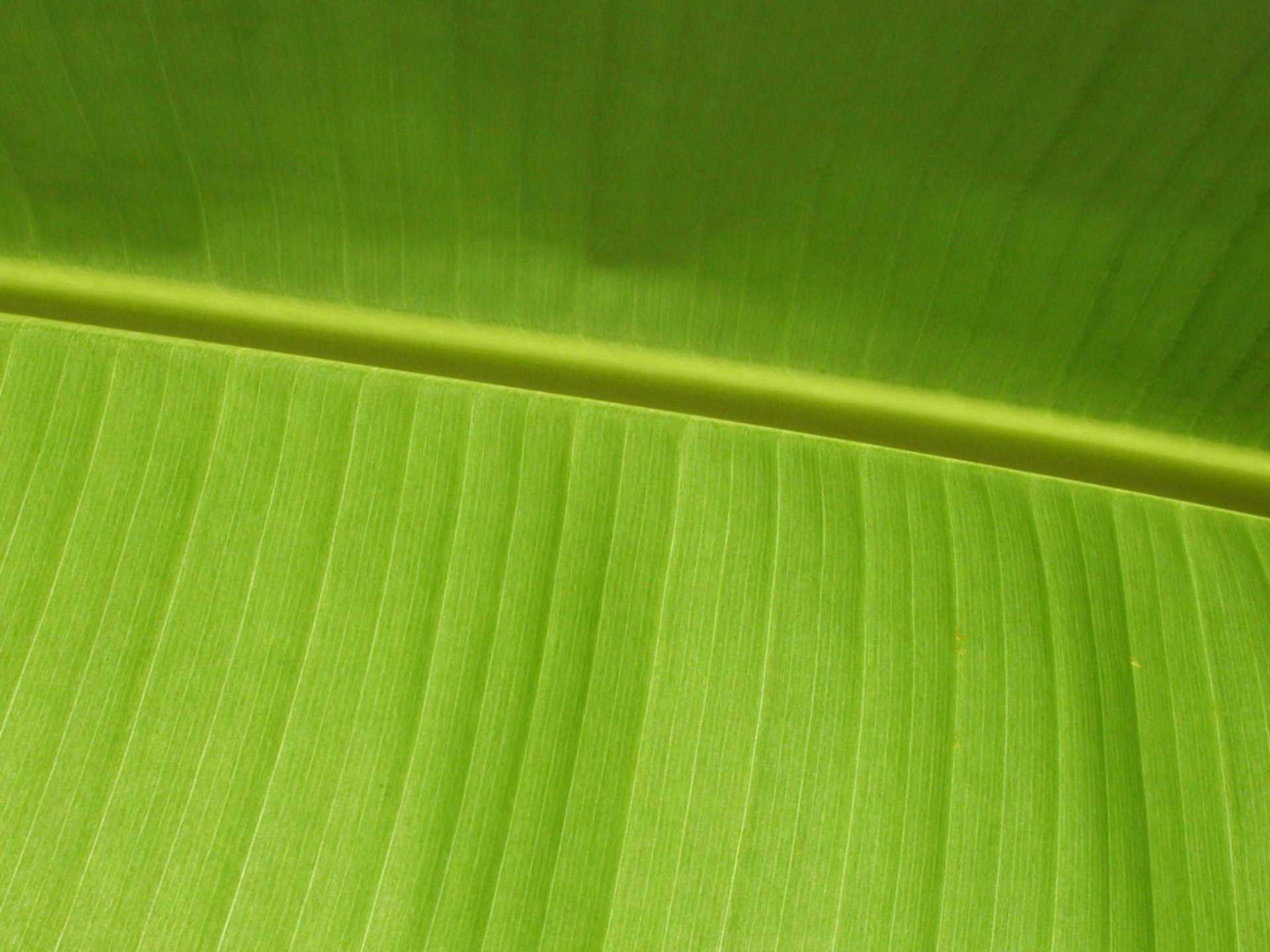 Close-up of a a green leaf