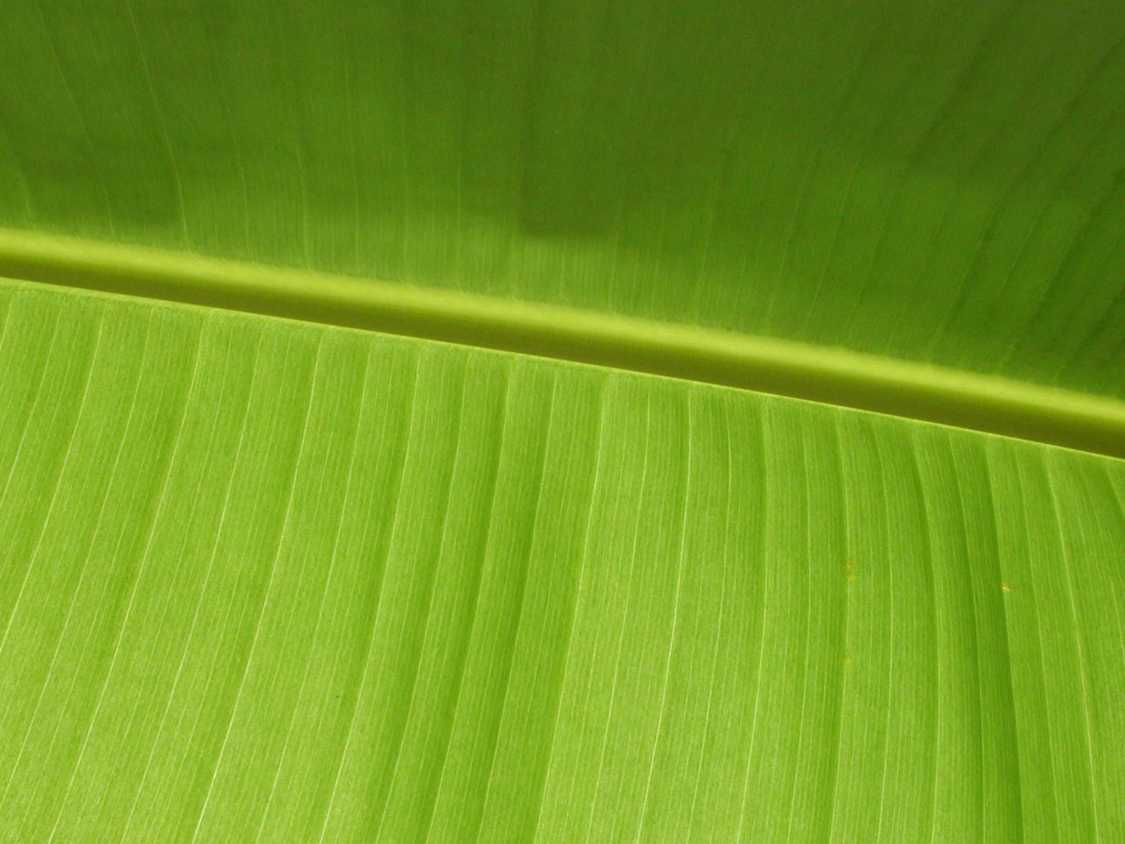 Close-up of a a green leaf