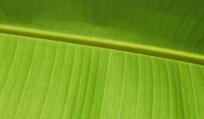 Close-up of a a green leaf