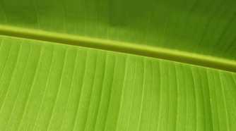 Close-up of a a green leaf